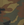 Woodland Camo